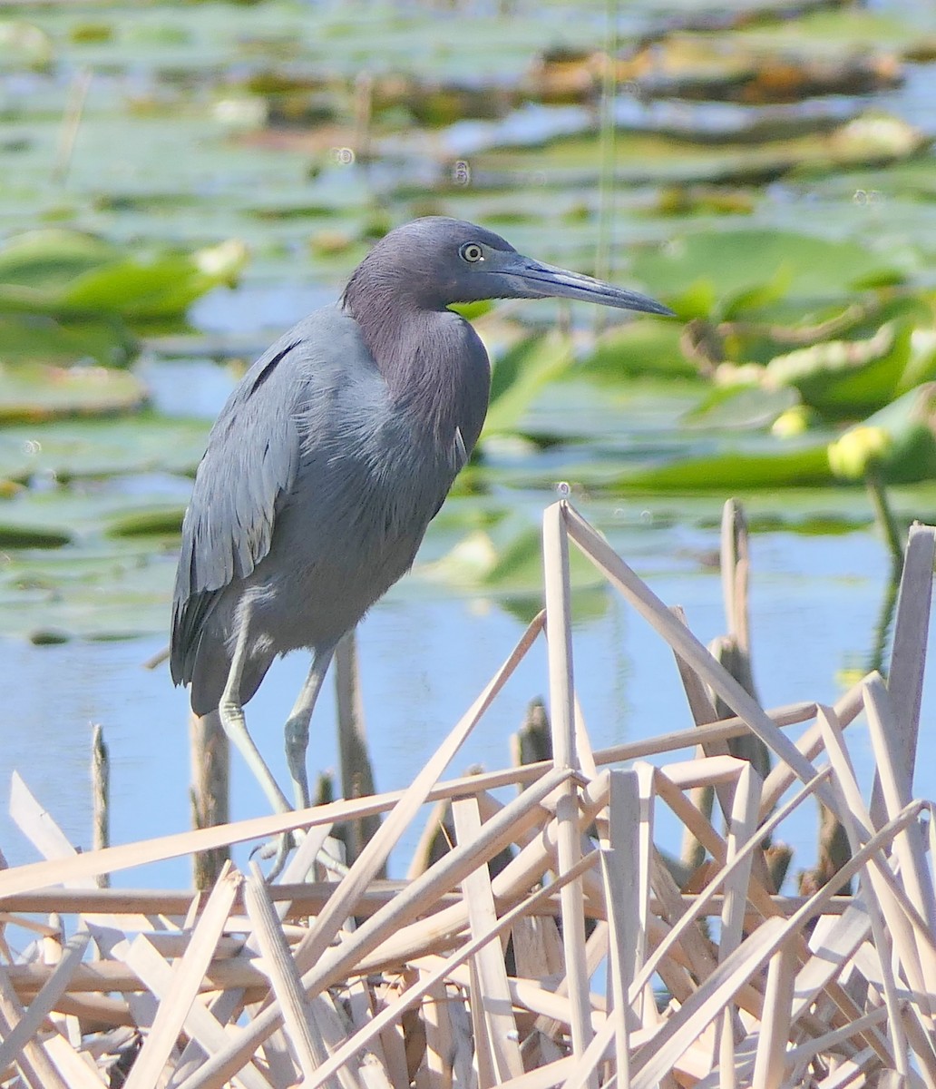 Little Blue Heron - ML78467331