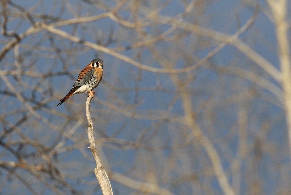 American Kestrel - ML78467381