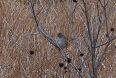 Swamp Sparrow - ML78467421