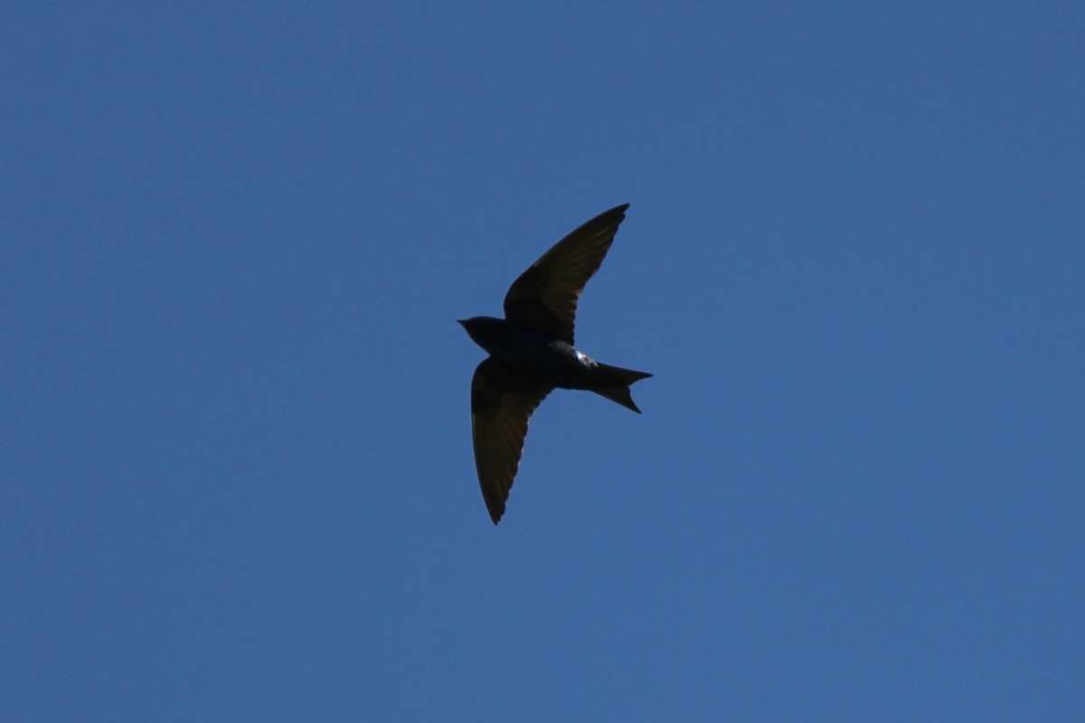 Golondrina Purpúrea - ML78467801