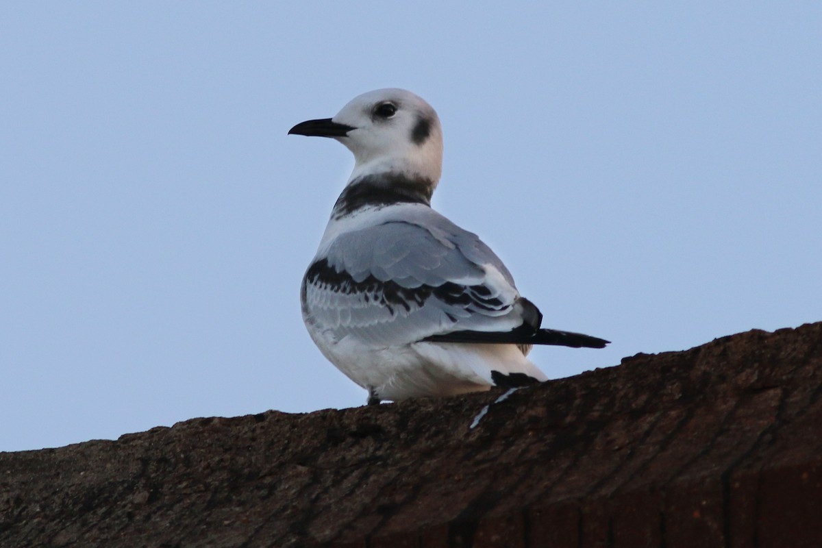 Mouette tridactyle - ML78467911