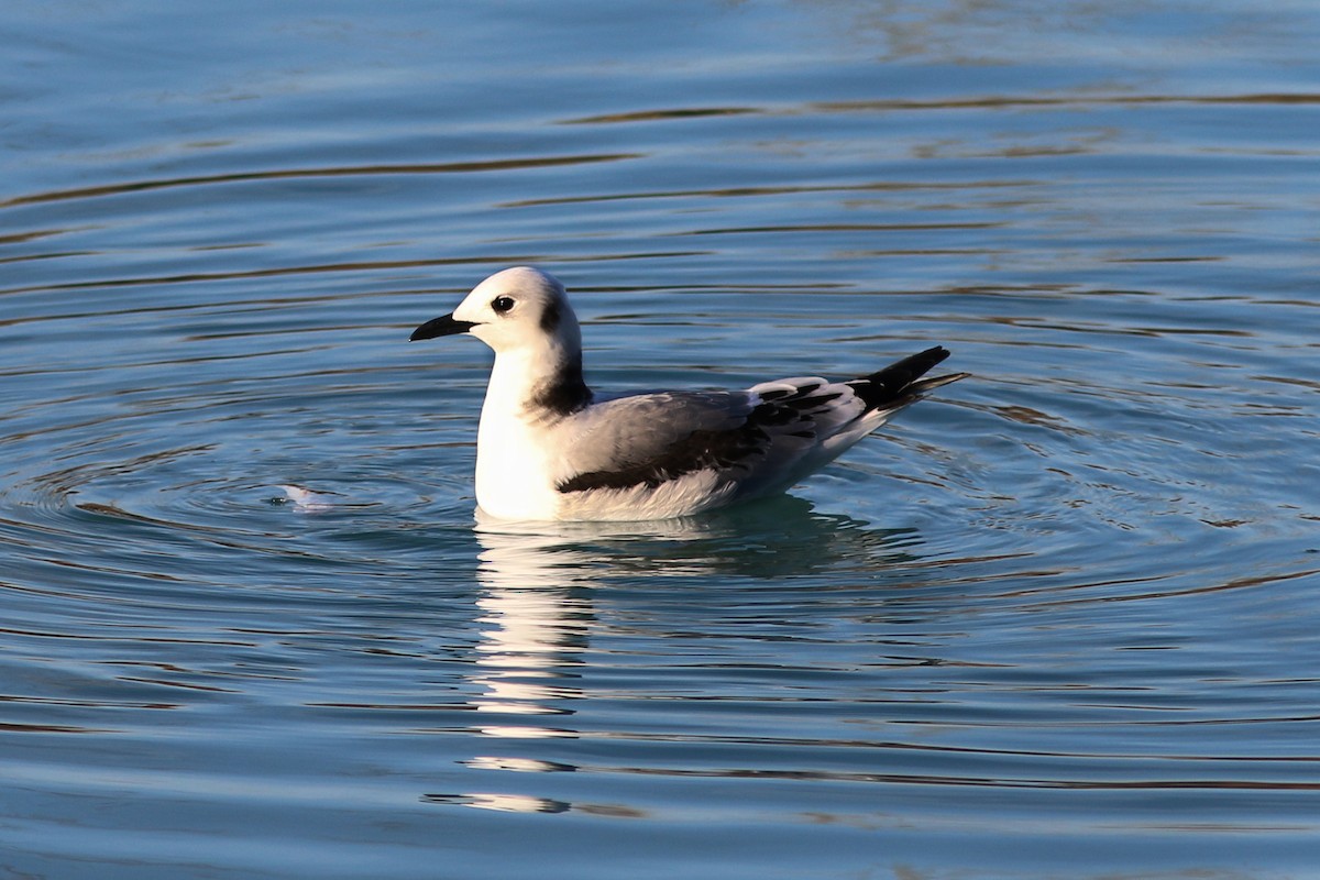 Mouette tridactyle - ML78467921