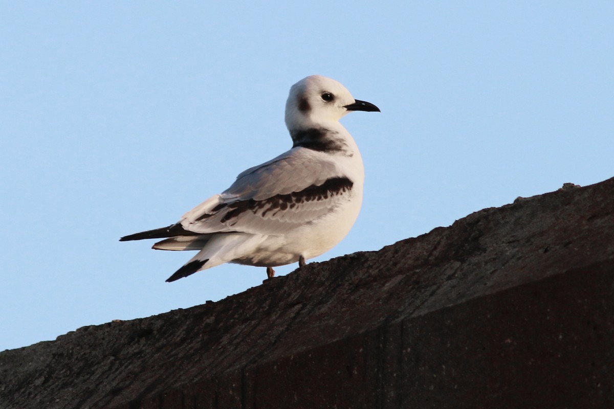 Mouette tridactyle - ML78467931