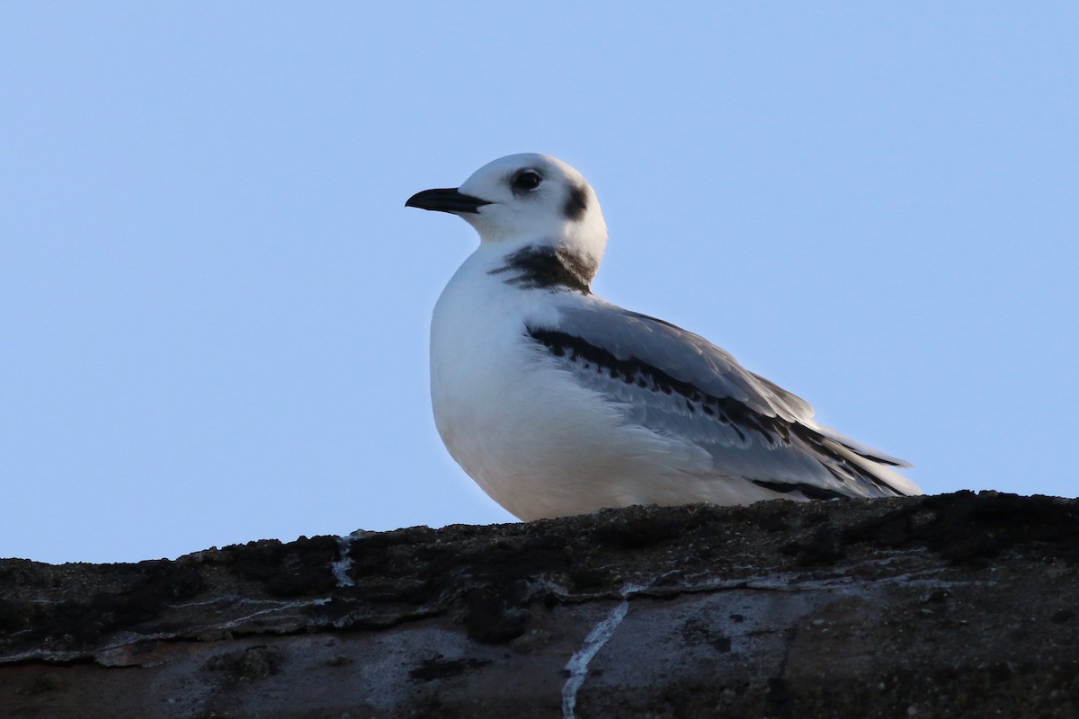 Mouette tridactyle - ML78467951