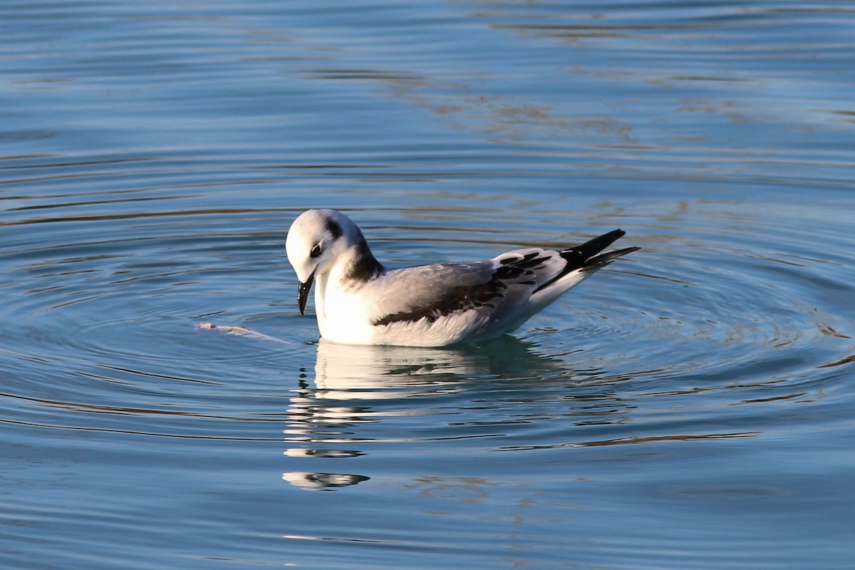 Mouette tridactyle - ML78467971