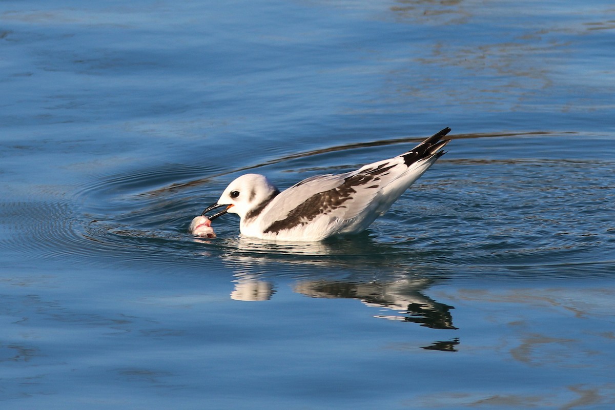 Mouette tridactyle - ML78467981