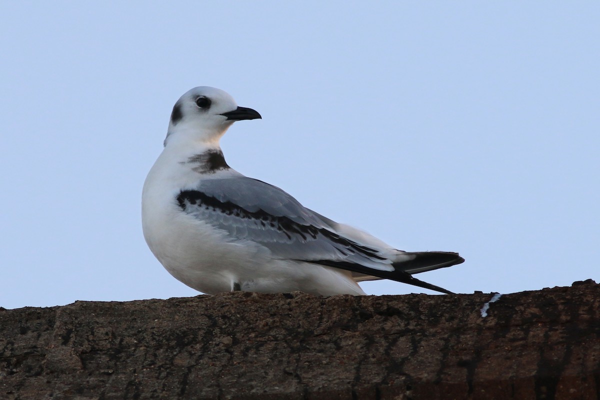 Mouette tridactyle - ML78468001