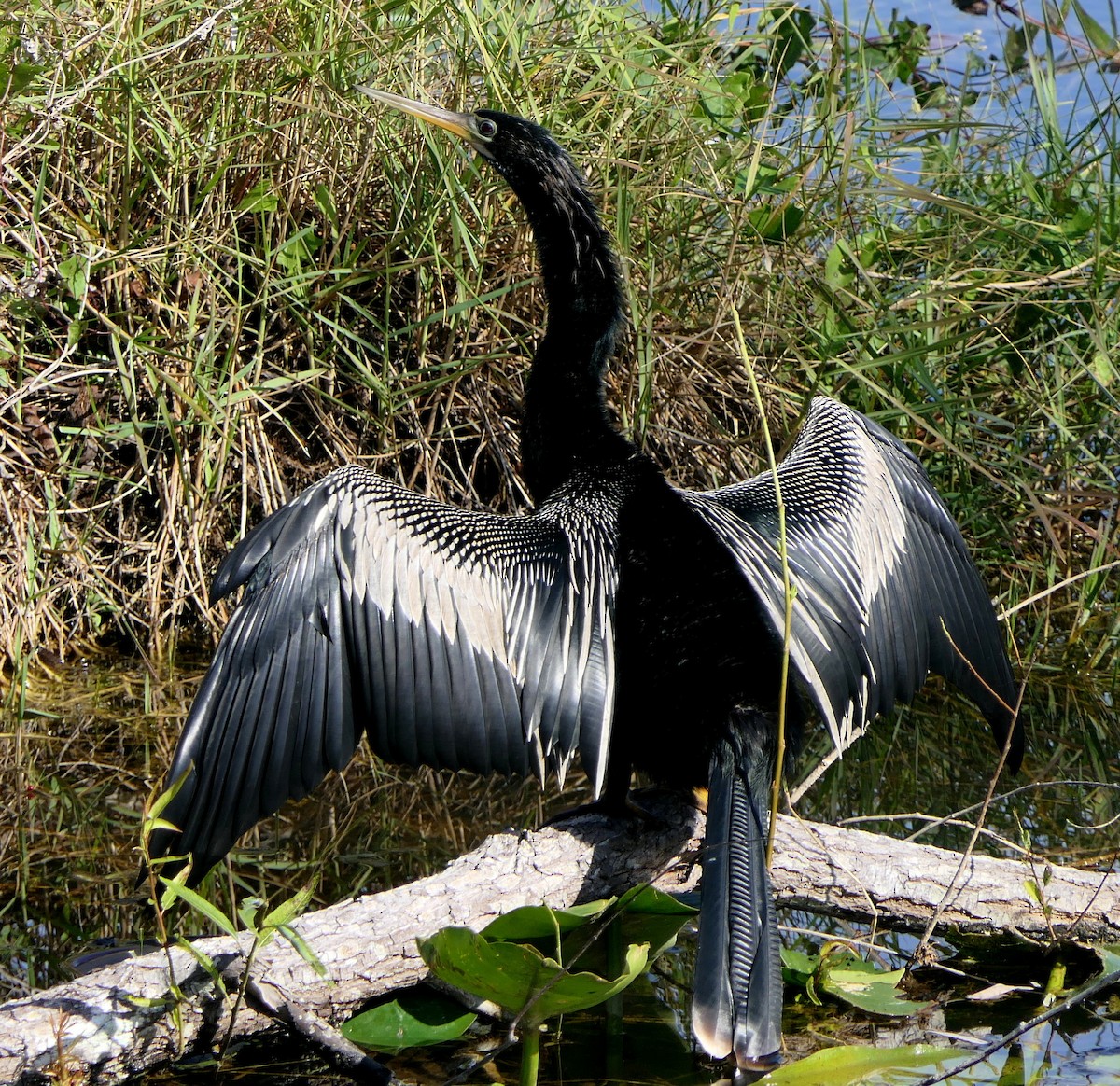 Anhinga d'Amérique - ML78468011