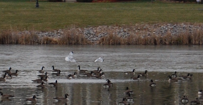 Gaviota de Delaware - ML78468061