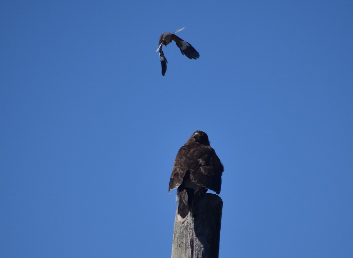 Harris's Hawk - ML78468511