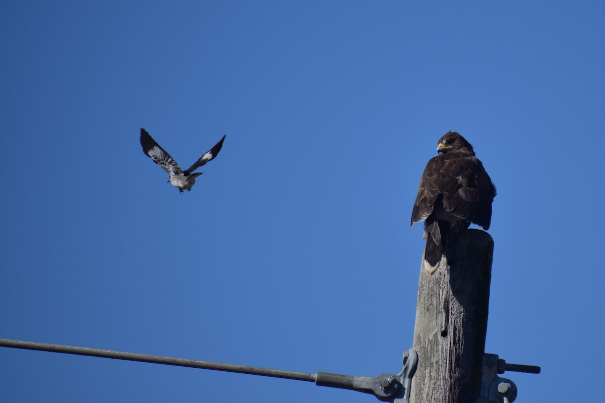 Harris's Hawk - ML78468521