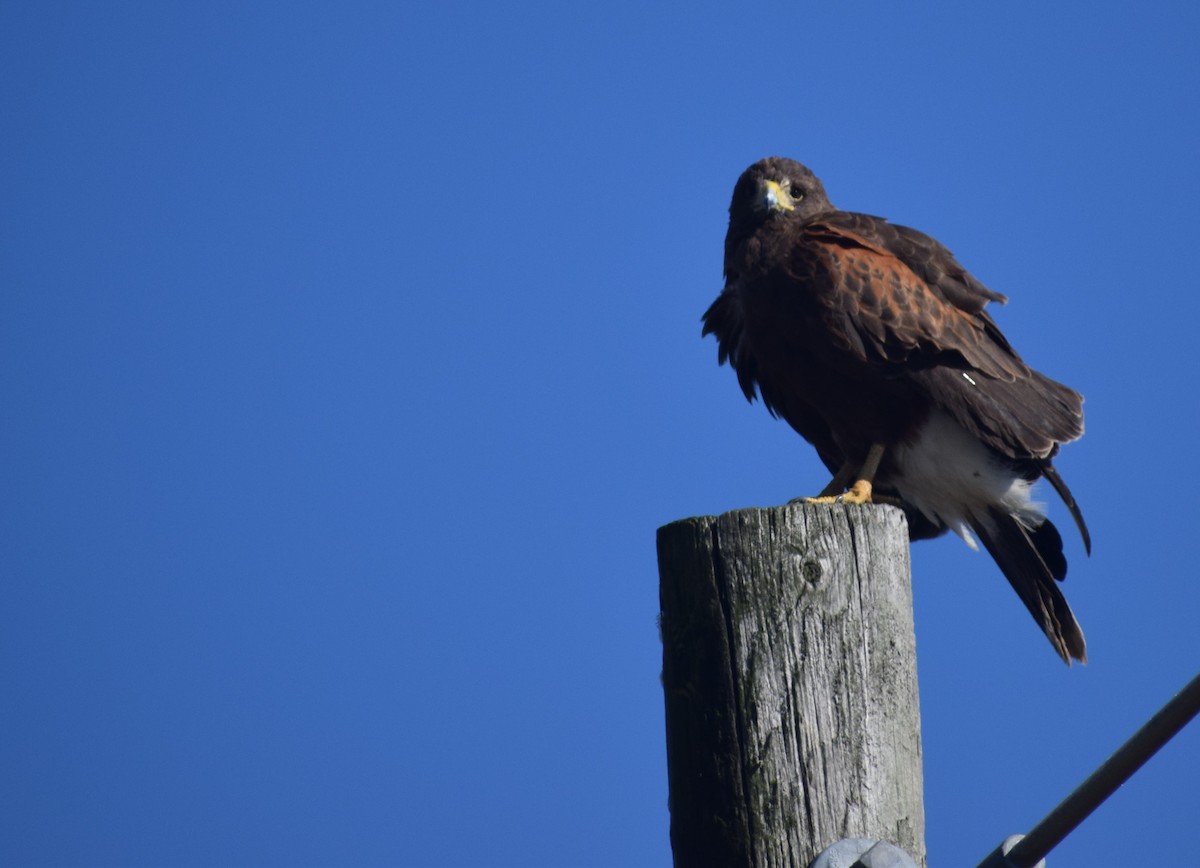 Harris's Hawk - ML78468531