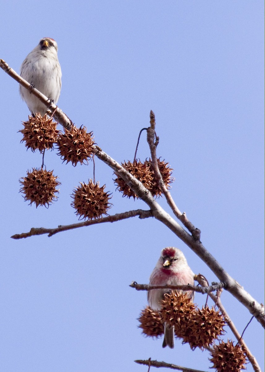 Redpoll (Common) - ML78469071