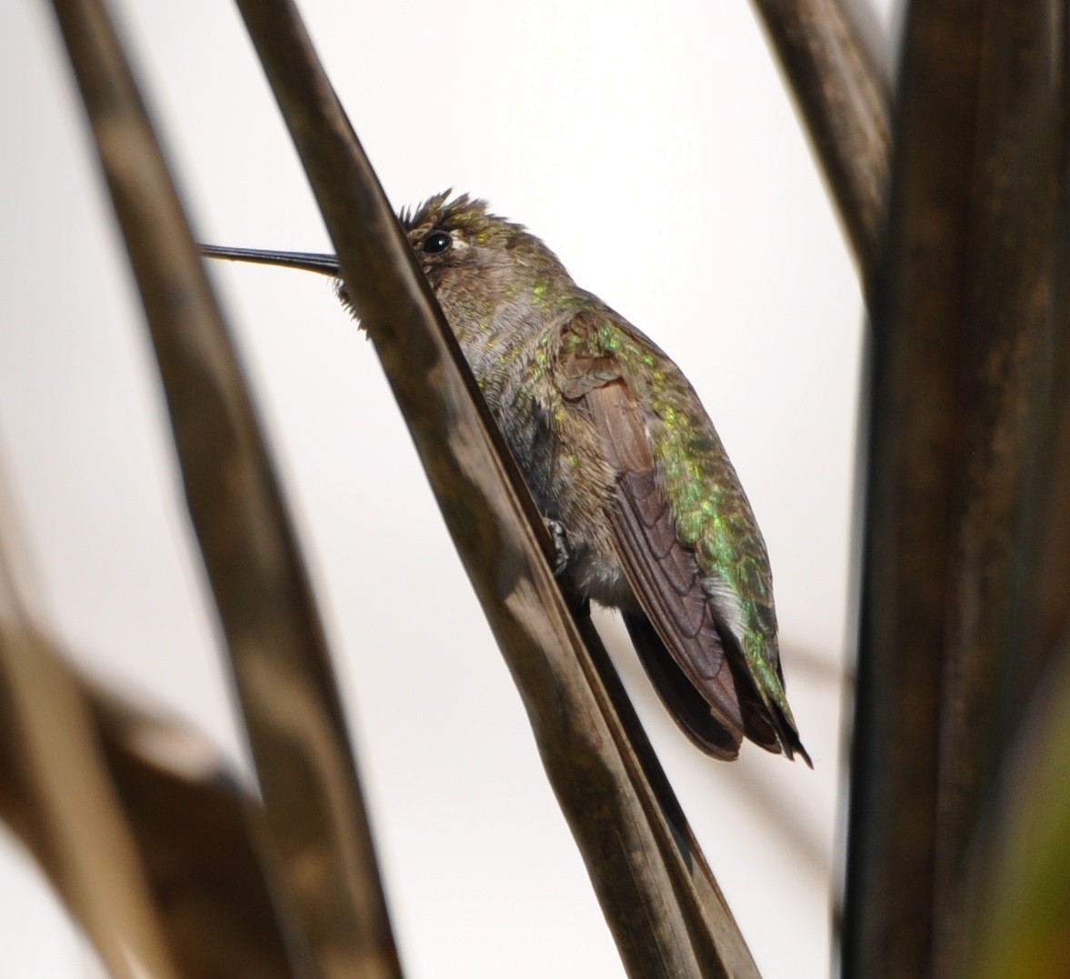 Anna's Hummingbird - ML78471801