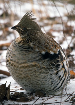 Ruffed Grouse - Lori Widmann