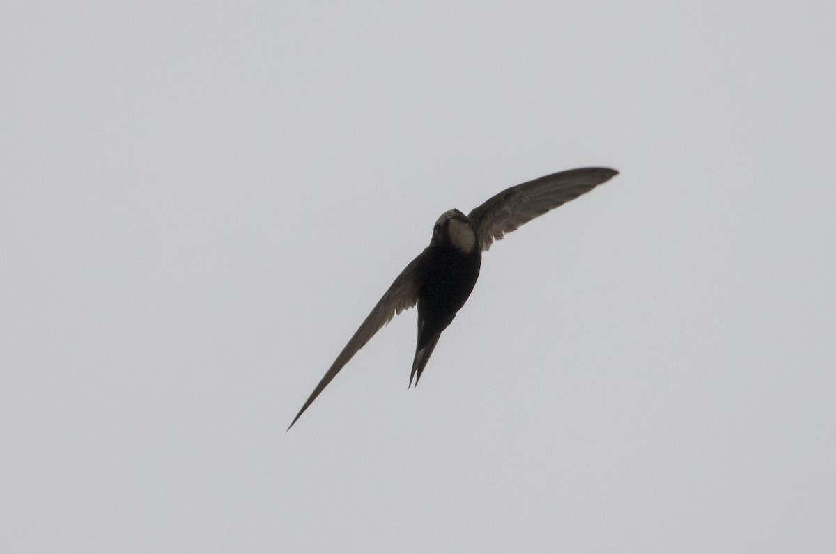 Common Swift - ML78473461