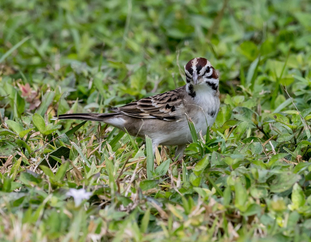 Lark Sparrow - David Hall