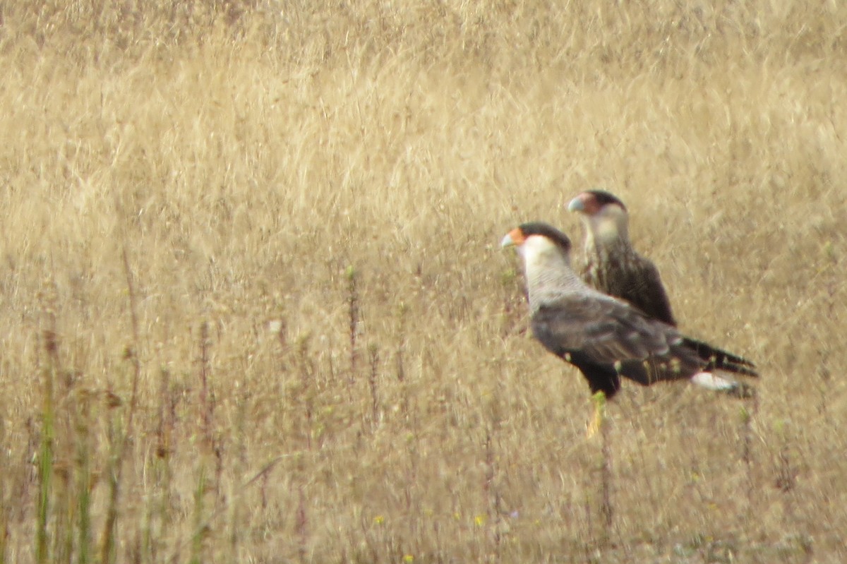 Caracara Carancho (sureño) - ML78476141