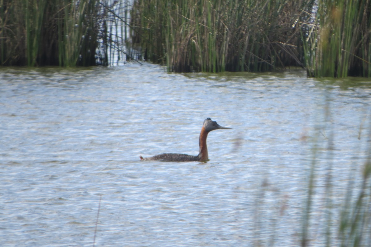 Great Grebe - ML78476641