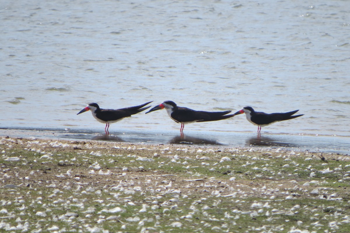 Black Skimmer - ML78476731