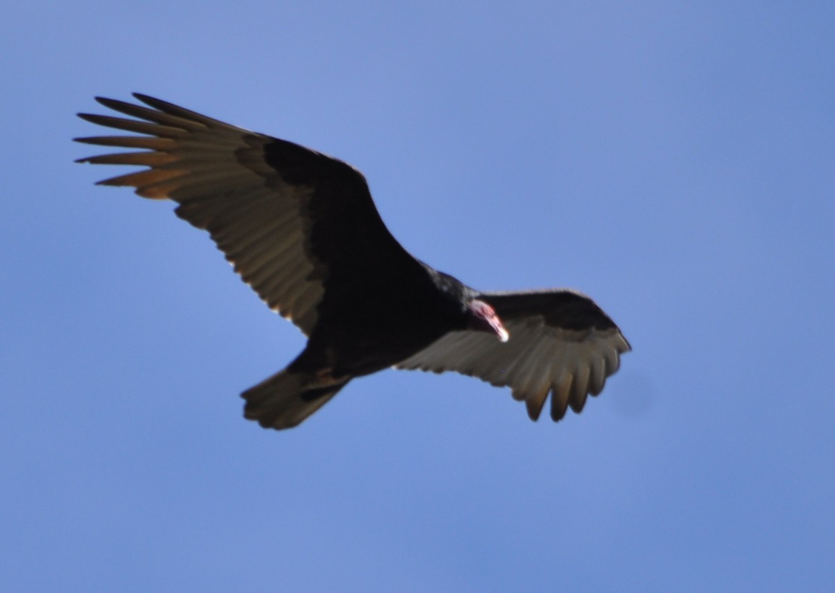 Turkey Vulture - M.K. McManus-Muldrow