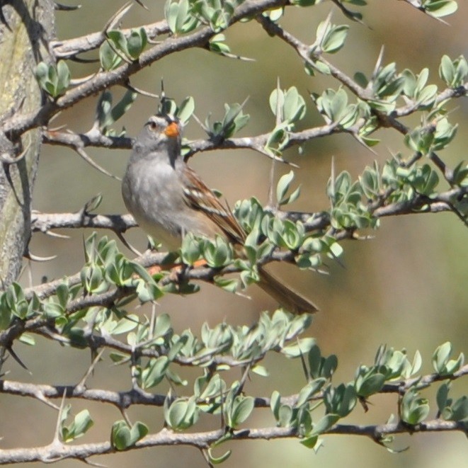 White-crowned Sparrow - M.K. McManus-Muldrow