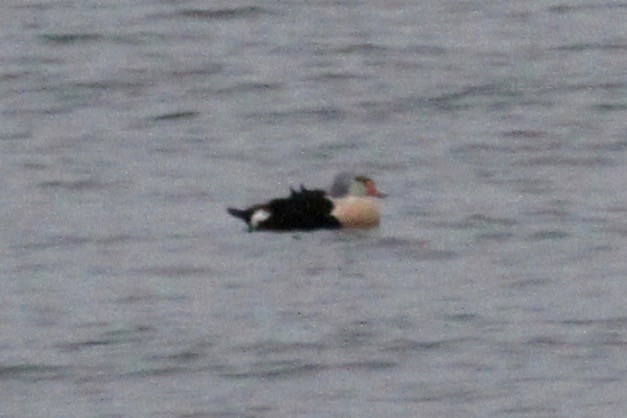 King Eider - ML78478091