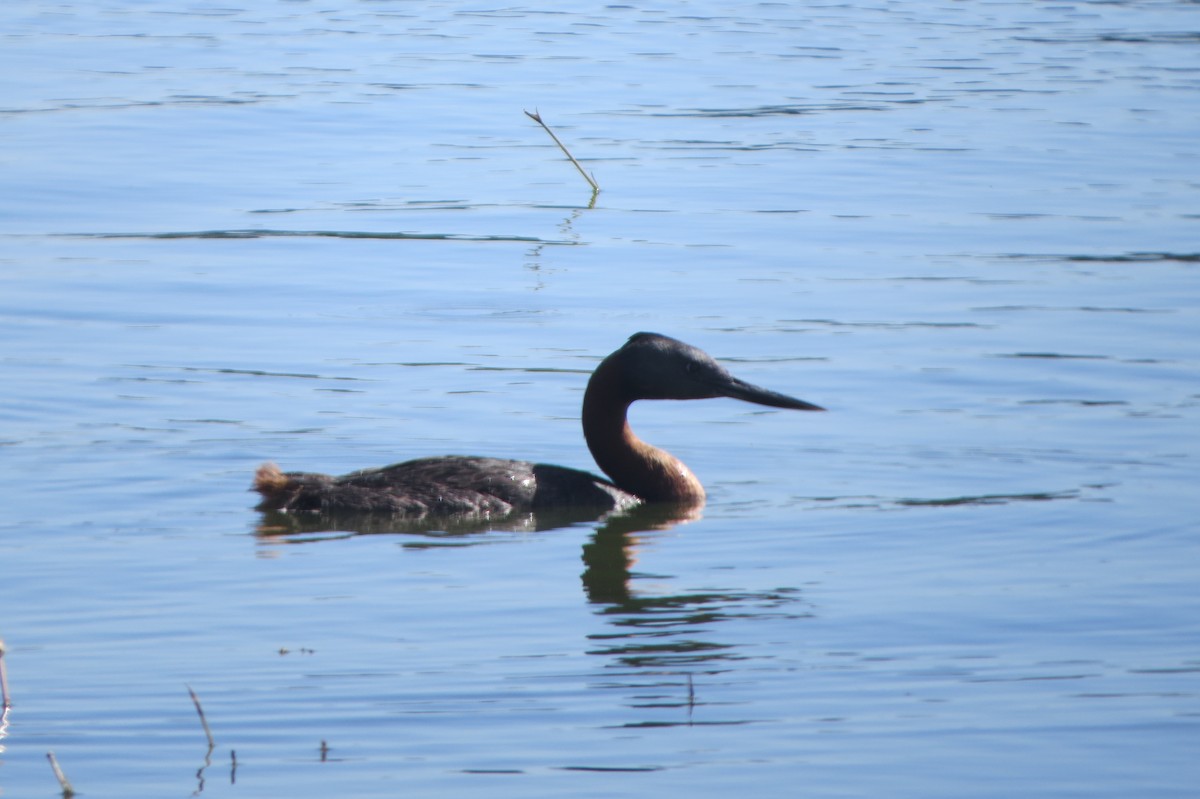 Great Grebe - ML78480181