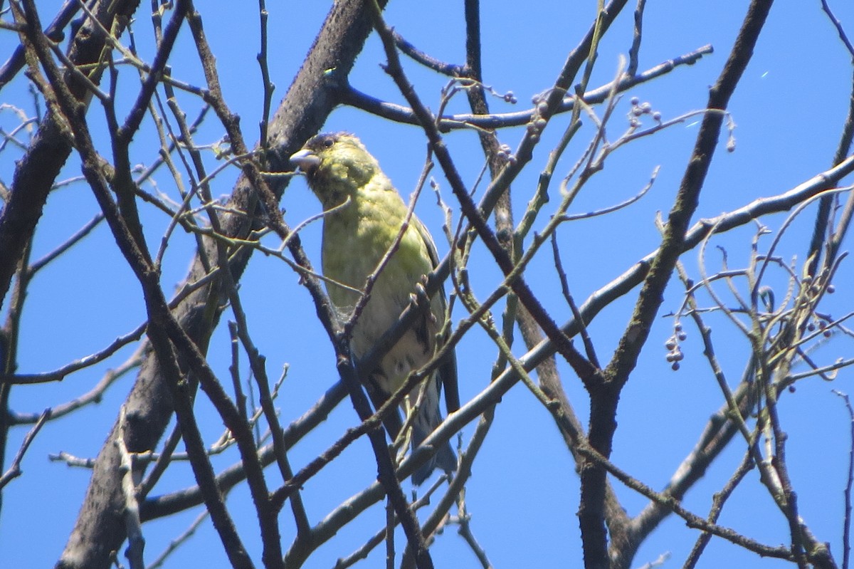 Black-chinned Siskin - ML78481981