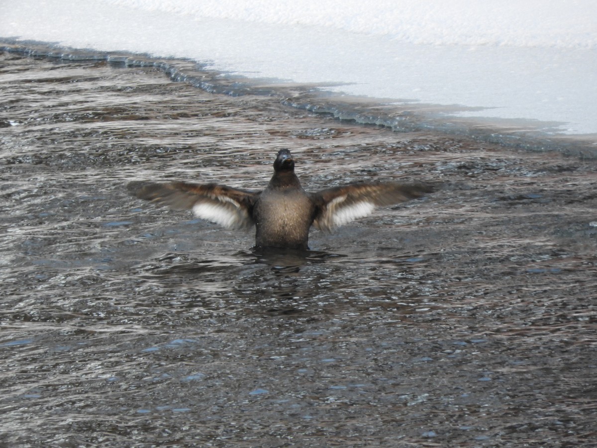 White-winged Scoter - ML78485481