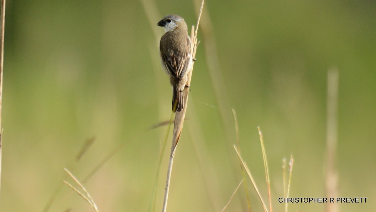 Pearly-bellied Seedeater - ML78486841