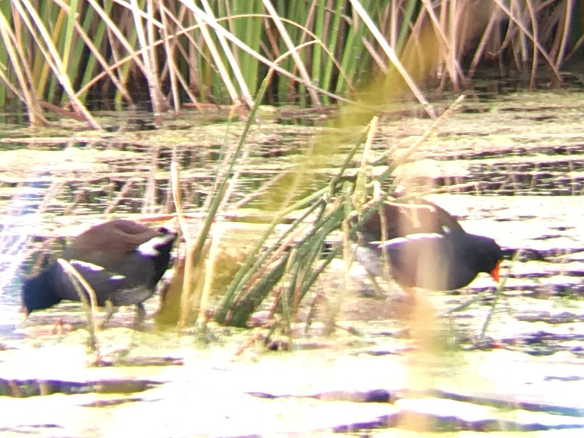 Common Gallinule - ML78487011