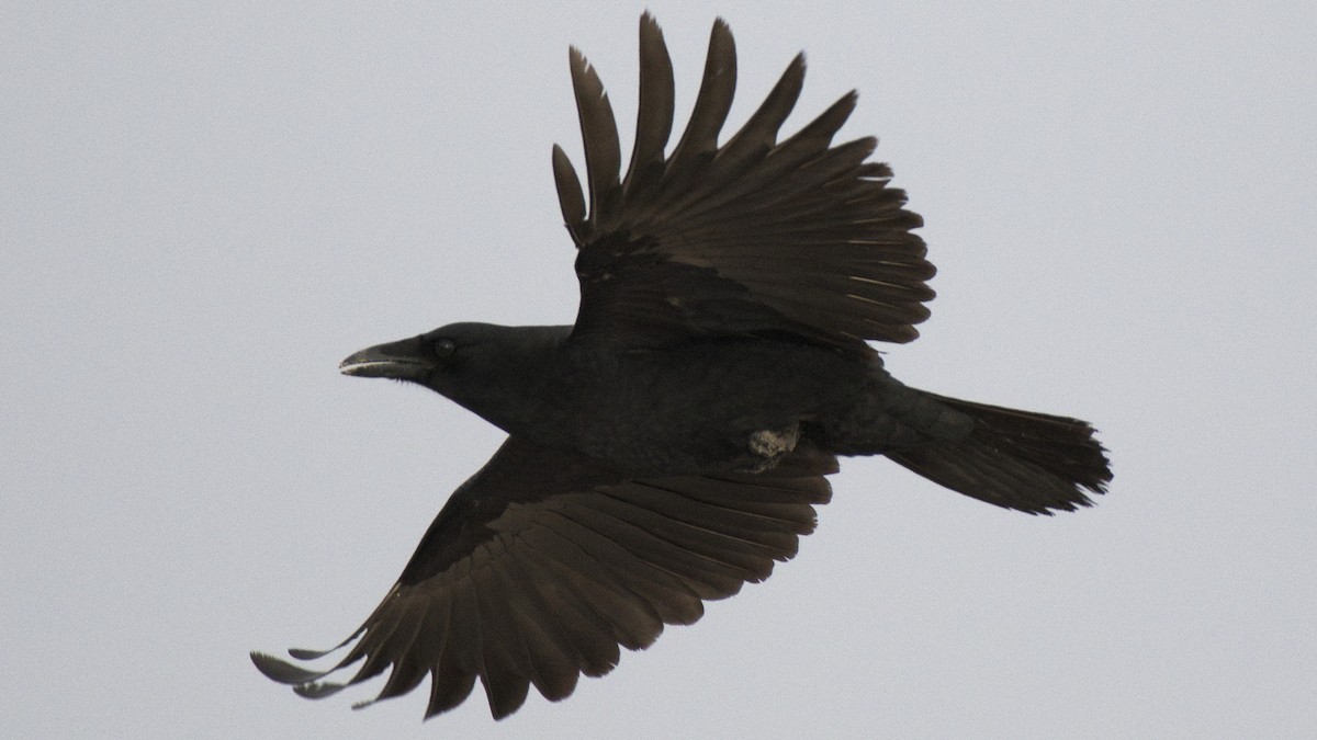 crow sp. - Kayak Birding