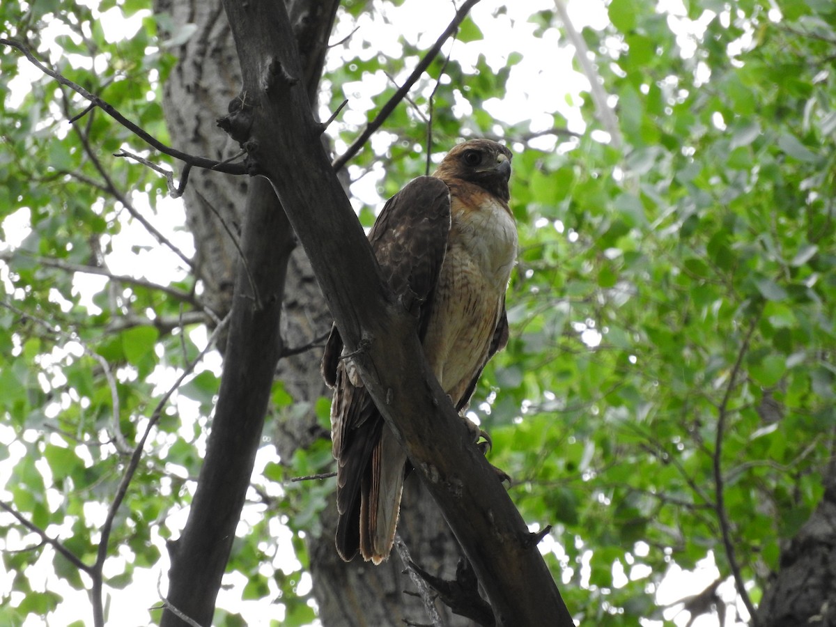 Red-tailed Hawk - Anonymous