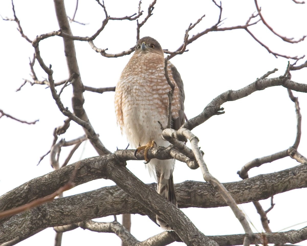 Cooper's Hawk - ML78491321