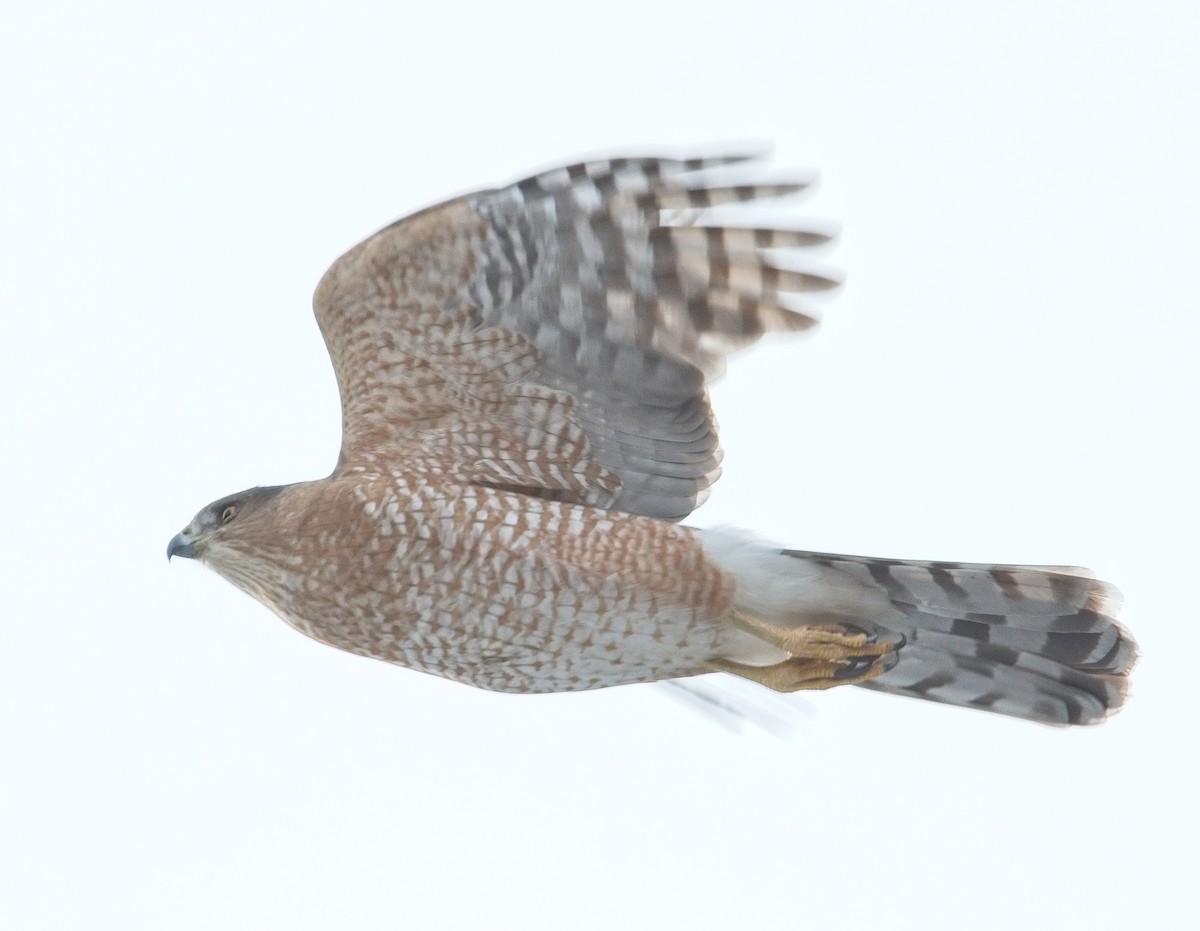Cooper's Hawk - ML78491381