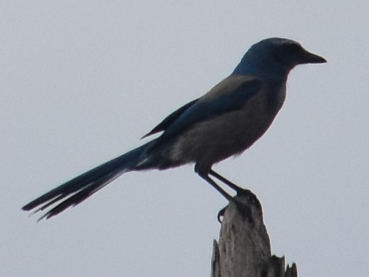 Florida Scrub-Jay - Chuck Hignite