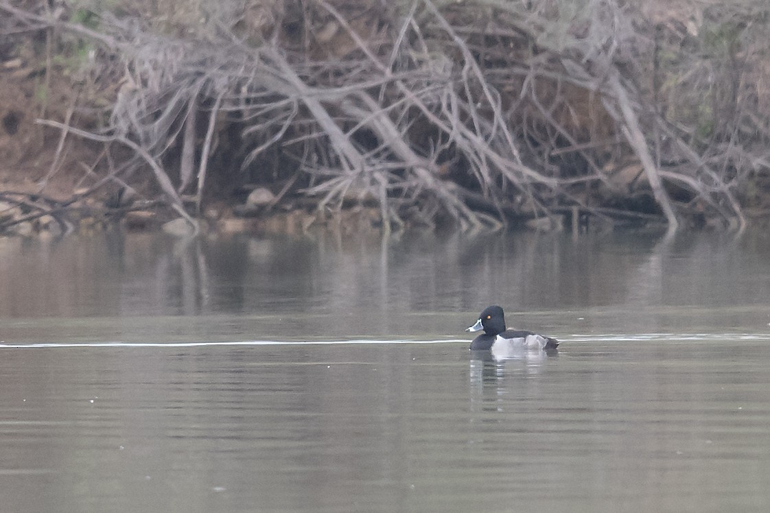 Ring-necked Duck - ML78493921