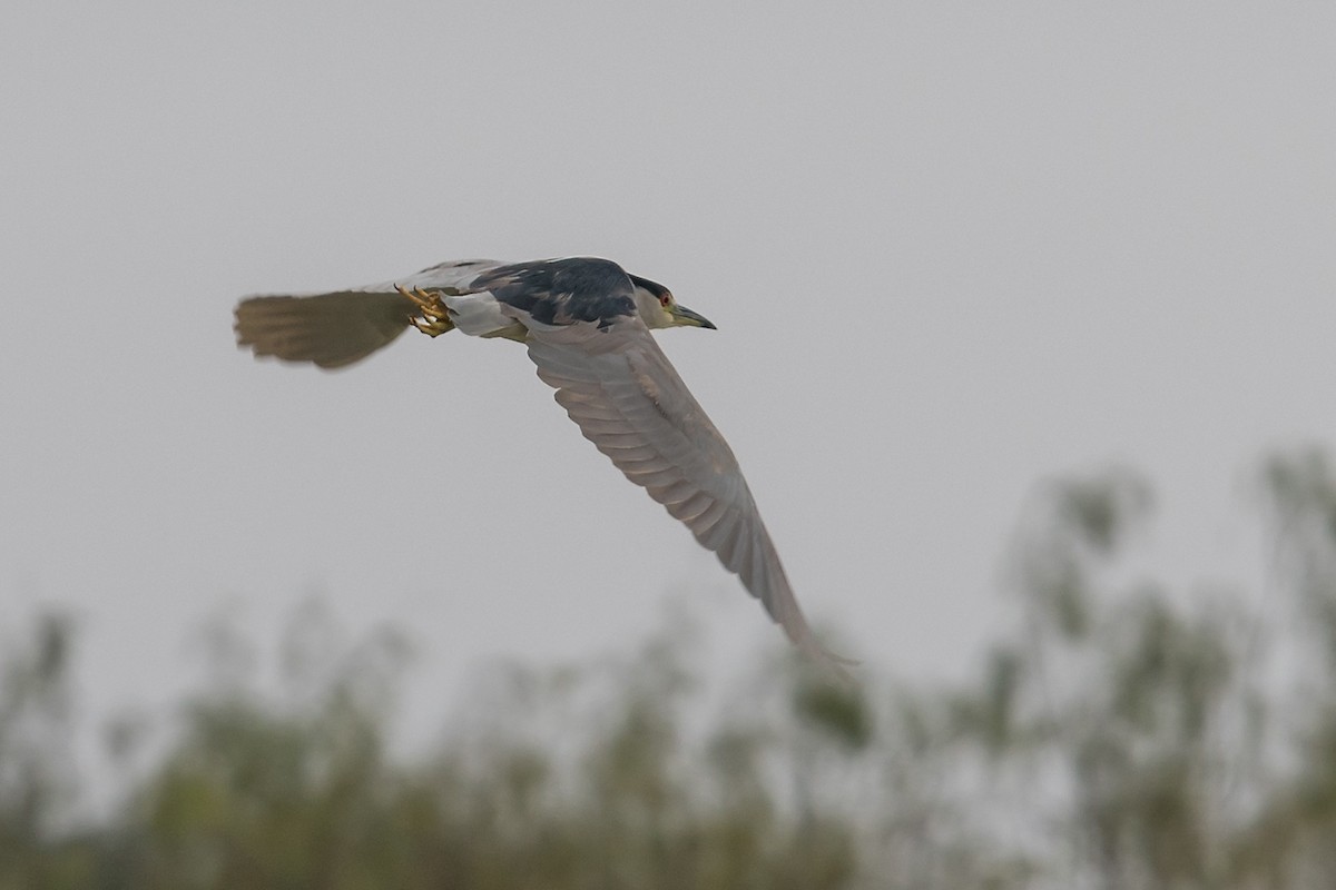 Black-crowned Night Heron - ML78494061