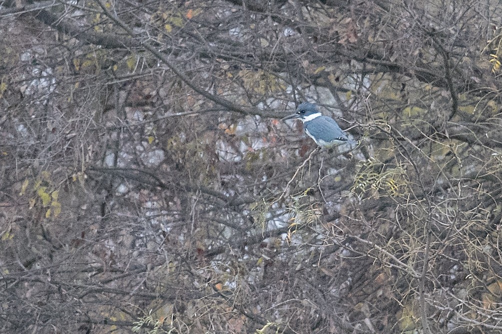 Belted Kingfisher - ML78494191