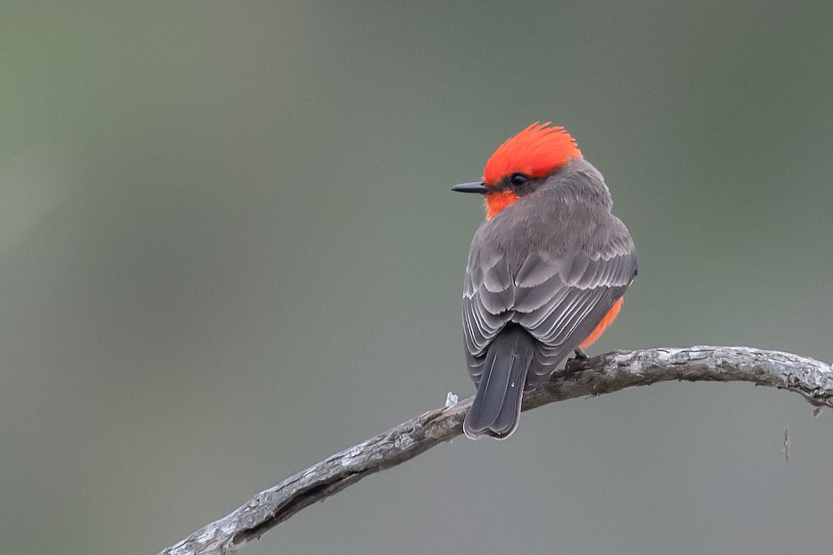 Vermilion Flycatcher - ML78494321