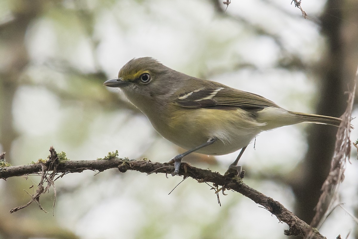 Ak Gözlü Vireo - ML78494471