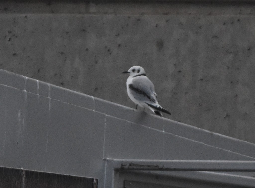 Black-legged Kittiwake - ML78494541