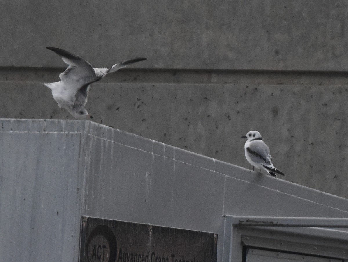 Black-legged Kittiwake - ML78494561