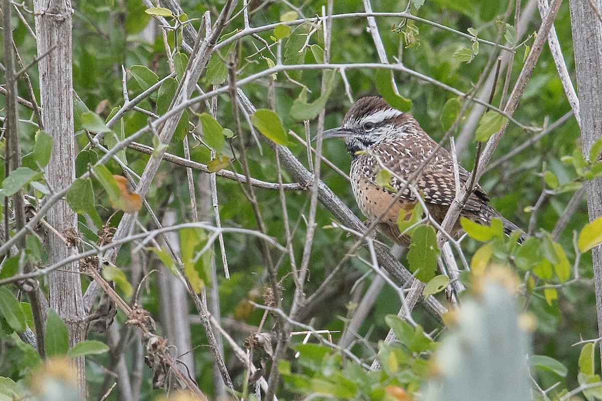 Cactus Wren - ML78494571