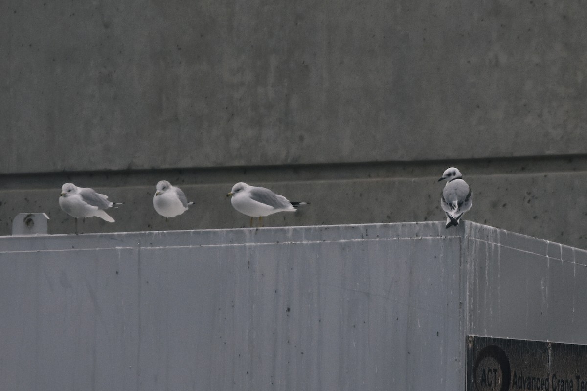 Black-legged Kittiwake - ML78494581