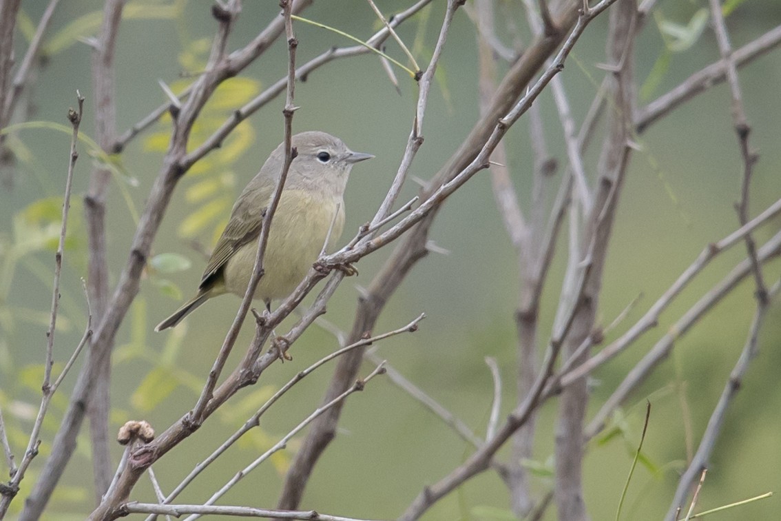 Orange-crowned Warbler - ML78494671