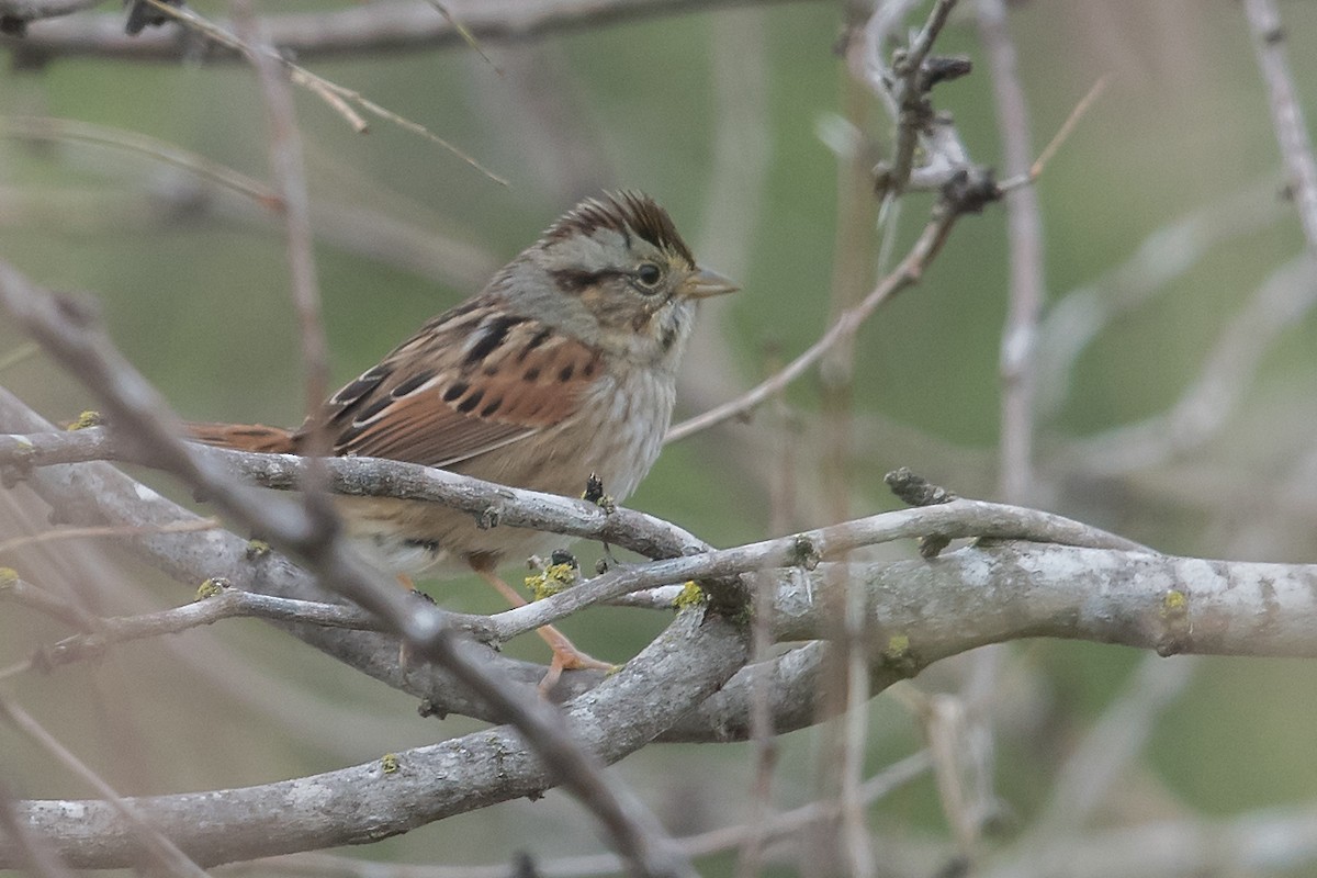 Swamp Sparrow - ML78494781