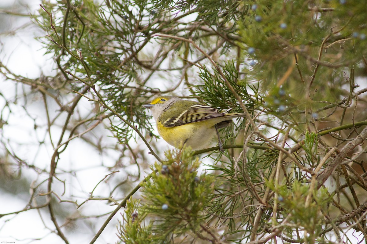 Vireo Ojiblanco - ML78495011