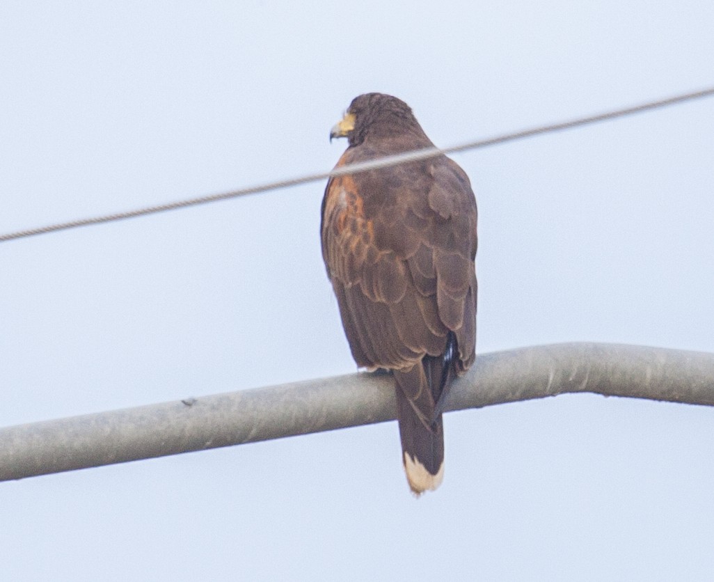 Harris's Hawk - Geoff Hill